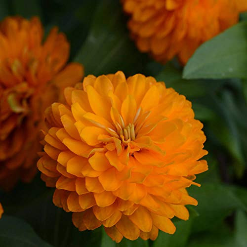 Outsidepride Zinnia Zahara Double Bright Orange Flower Seeds - 50 Seeds