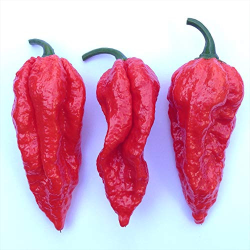 Wayland Chiles Bhut Jolokia Seeds Red Wayland Chiles Bhut Jolokia Seeds Red