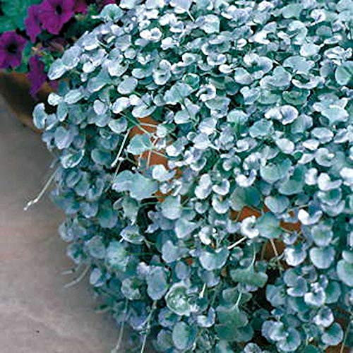 Park Seed Silver Falls Dichondra Ground Cover Seeds