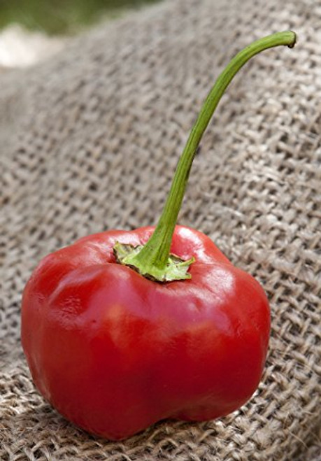 Pepperdew Malawi Piquante Heirloom Pepper Premium Seed Packet More Pepperdew Malawi Piquante Heirloom Pepper Premium Seed Packet More