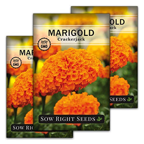 Sow Right Seeds Crackerjack Marigold Seeds - Full Instructions for Planting Beautiful to Plant in Your Flower Garden Non-GMO Heirloom Seeds Wonderful Gardening Gift 3