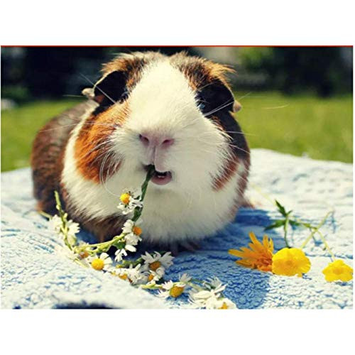 5D Diamond Painting Animal Paint with Diamonds DIY Diamond Art Guinea Pigs Diymood painting by Number Kits Full Drill Rhinestone for Home Wall Decor 12x16inch