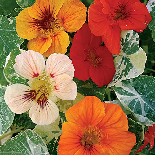Burpee Alaska Mix Nasturtium Seeds 125 seeds