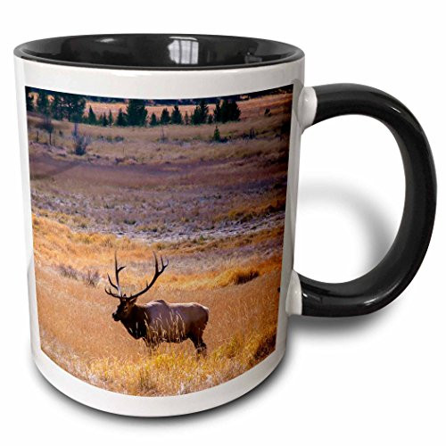 3dRose USA Colorado Elk In Rocky Mountain National Park Two Tone Mug 11 oz Black 3dRose USA Colorado Elk In Rocky Mountain National Park Two Tone Mug 11 oz Black