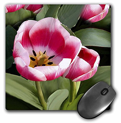 3dRose LLC 8 x 8 x 0.25 Inches Mouse Pad, Tulips (mp_1206_1) 3dRose LLC 8 x 8 x 0.25 Inches Mouse Pad, Tulips (mp_1206_1)