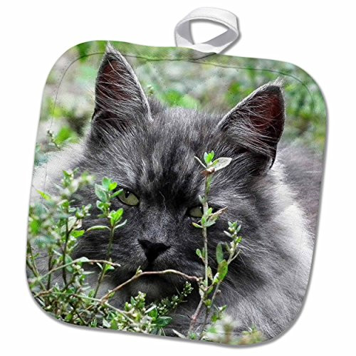 3D Rose Cute Image of Grey Domestic Cat People - Animal - Pet - Kitty Pot Holder, 8 x 8 3D Rose Cute Image of Grey Domestic Cat People - Animal - Pet - Kitty Pot Holder, 8 x 8