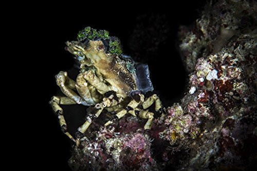 Posterazzi A Decorator Crab Sits ATOP a Reef Raja Ampat Indonesia Poster Print by Brook PetersonStocktrek Images 17 x 11 Varies Posterazzi A Decorator Crab Sits ATOP a Reef Raja Ampat Indonesia Poster Print by Brook PetersonStocktrek Images 17 x 11 Varies
