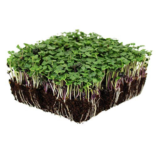 Basic Salad Mix Microgreens Seeds  Non-GMO Micro Green Seed Blend  Broccoli Kale Kohlrabi Cabbage Arugula  and  More 1 Pound