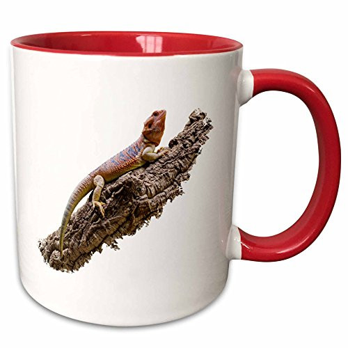 3dRose mug_254071_5 Central Bearded Dragon Lizard Reptile Pogona Vitticeps on Branch, Red, 11 oz