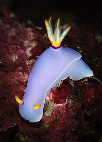 Posterazzi Bullocks Hypselodoris bullockii on coral Solomon Islands Poster Print 12 x 16