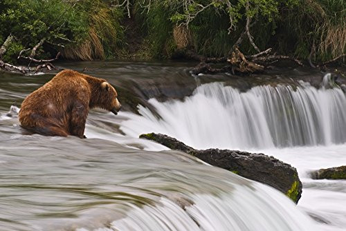 Posterazzi A Large Brown Bear Patiently Sits At Brooks Salmon To Jump Over The Falls Katmai National Park Southwest Alaska Summer Poster Print 17 x 11