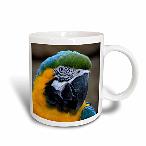 3dRose Blue And Gold Macaw Parrot Head View C Ceramic Mug 11 oz