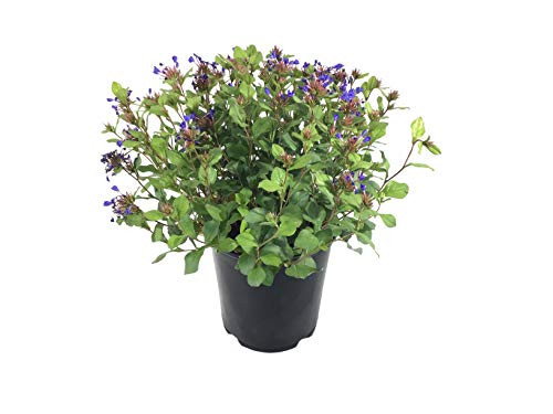Premier Plant Solutions 10329 Leadwort Cerstostigma Plumbaginoides Groundcover 1 Gallon Plumbago