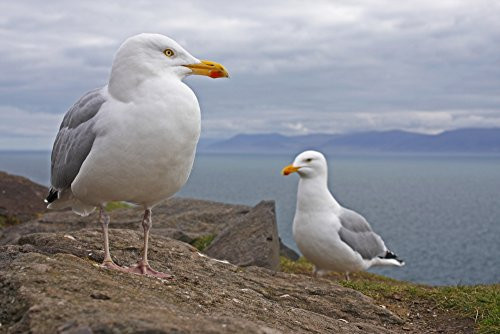 Posterazzi Seagulls On Slea Head On The Dingle Peninsula County Kerry Munster Ireland Poster Print 19 x 12