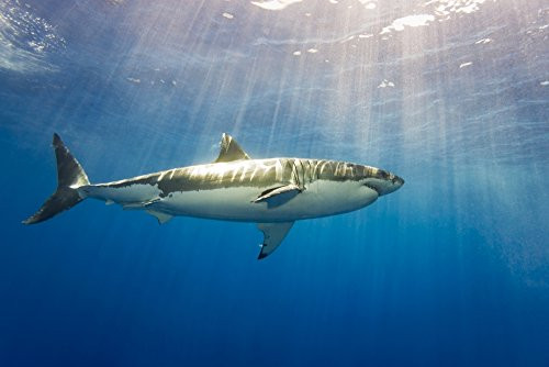 Posterazzi DPI12286136 white shark Carcharodon carcharias Guadalupe Island Mexico Poster Print 19 x 12