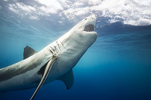 Posterazzi DPI12286129 white shark Carcharodon carcharias Guadalupe Island Mexico Poster Print 19 x 12