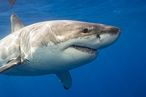 Posterazzi DPI12286130 white shark Carcharodon carcharias Guadalupe Island Mexico Poster Print 19 x 12