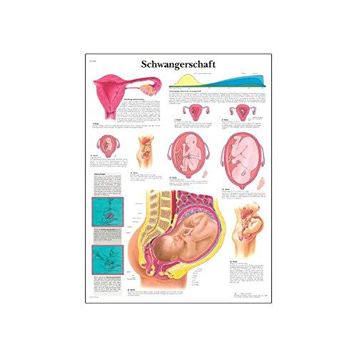 3B Scientific VR0554UU Glossy Paper Schwangerschaft Anatomical Pregnancy Anatomical Chart German Poster Size 20 Width x 26 Height