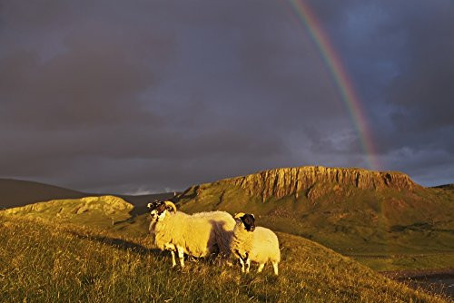 Posterazzi DPI2429568 Rainbow in the storm clouds with sheep grazing on a hillside in the foreground near Kilmaluag Isle of Skye Hebrides Scotland Poster Print 19 x 12