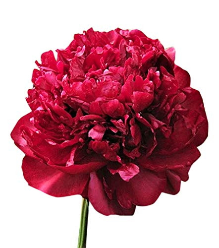 Martin Cahuzac Peony - Double Maroon Peony Bare Root 3-5 Eyes