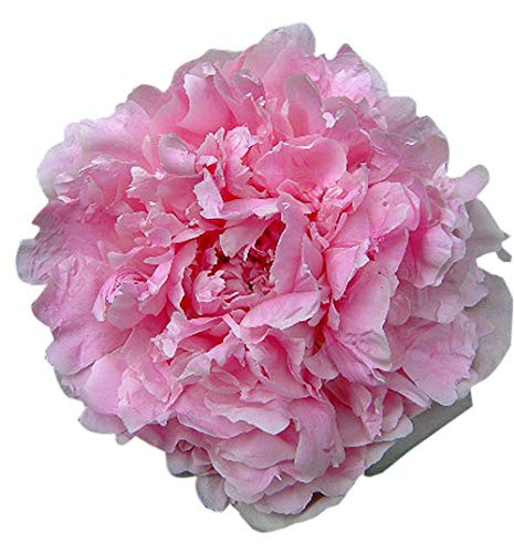 Special Sale Queen of Hamburg - Double Pink Peony Bare Root - Very Fragrant Bare Root 3-5 Eyes