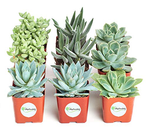 Shop Succulents  Azul Verde Collection  Assortment of Hand Selected Fully Rooted Live Indoor BlueGreen Succulent Plants 9-Pack