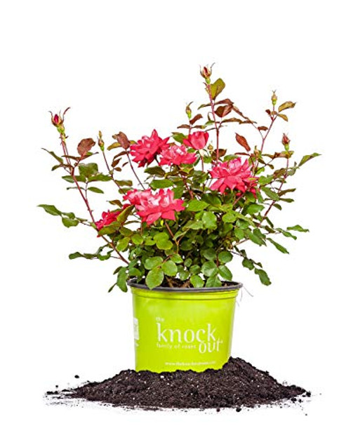 Perfect Plants Double Red Knock Out Rose 1 Gallon Live Plant Includes Special Blend Fertilizer  and  Planting Guide