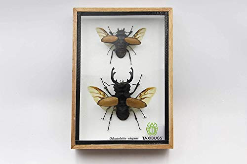 Real Beetle Display Taxidermy Odontolabis Elegans Insect Bug Entomology Box Wood Framed Male  and  Female