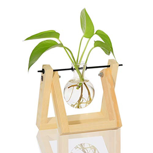 Ivolador Desktop Glass Planter Bulb Vase with Retro Solid Wooden Stand and Metal Swivel Holder for Hydroponics Plants Home Garden Wedding Decor