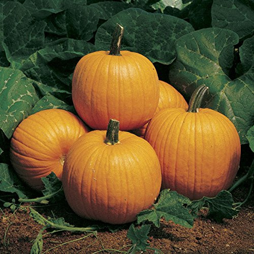 20 Pumpkin Seeds Howdens Field Pumpkin Seeds for Jack O Lantern 20 Pumpkin Seeds Howdens Field Pumpkin Seeds for Jack O Lantern