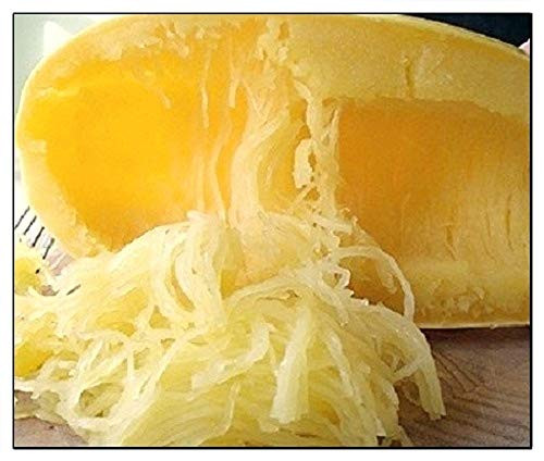 20 Spaghetti Squash Seeds Non-GMO Fresh Garden Seeds 20 Spaghetti Squash Seeds Non-GMO Fresh Garden Seeds