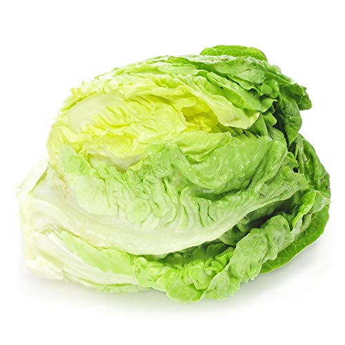 Hanson Improved Crisphead Lettuce Seeds 1000 Heirloom Seeds Per Packet Non GMO Seeds Hanson Improved Crisphead Lettuce Seeds 1000 Heirloom Seeds Per Packet Non GMO Seeds