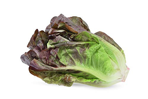 Red Romaine Lettuce Seeds 1000 Heirloom Seeds Per Packet Non GMO Seeds Red Romaine Lettuce Seeds 1000 Heirloom Seeds Per Packet Non GMO Seeds
