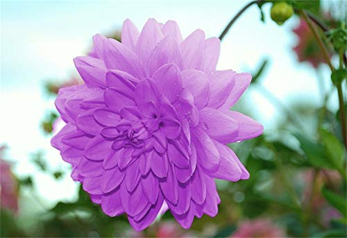 Rare Dahlia Flower Seeds 100 Seeds Planting Dahlia Seeds 9 Rare Dahlia Flower Seeds 100 Seeds Planting Dahlia Seeds 9