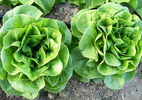 Winter Density Lettuce Seeds 1000 Heirloom Seeds Per Packet Non GMO Seeds Winter Density Lettuce Seeds 1000 Heirloom Seeds Per Packet Non GMO Seeds