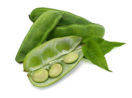 Baby Fordhook Lima Beans 20 Heirloom Seeds Per Packet Non GMO Seeds