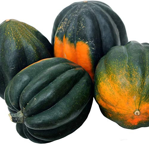 Table Queen Acorn Winter Squash Seeds 30 Heirloom Seeds Per Packet Non GMO Seeds