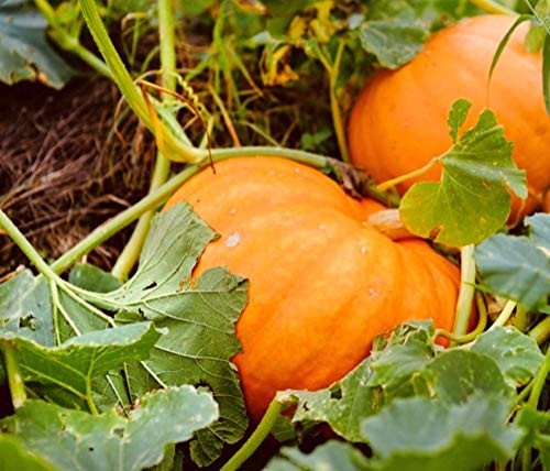 20 Pumpkin Seeds Jack O Lantern Non GMO Fresh Garden Seeds 20 Pumpkin Seeds Jack O Lantern Non GMO Fresh Garden Seeds