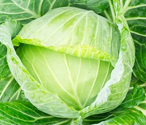 200 Copenhagen Cabbage Seeds Vegetable Seed for Planting Home Gardens Non-GMO 200 Copenhagen Cabbage Seeds Vegetable Seed for Planting Home Gardens Non-GMO