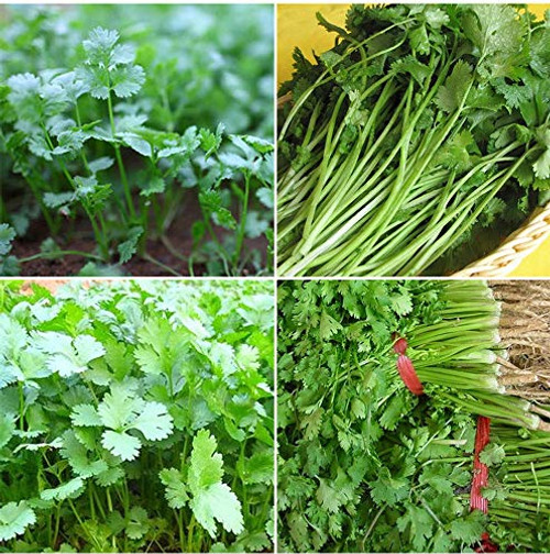 100 Fresh Cilantro Coriander Seeds Vegetable Seeds Non-GMO 100 Fresh Cilantro Coriander Seeds Vegetable Seeds Non-GMO