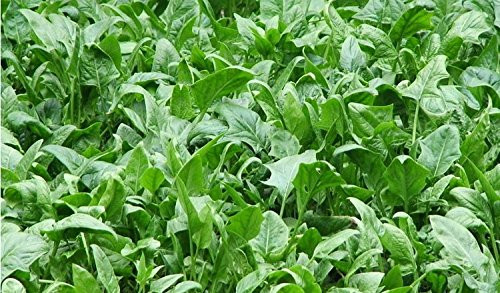 200 Giant Noble Spinach Seeds Vegetable Seed Non-GMO Fresh Garden
