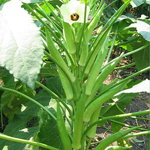 30 Fresh Okra Clemson Spineless Okra Seeds Super Healthy Vegetable Garden