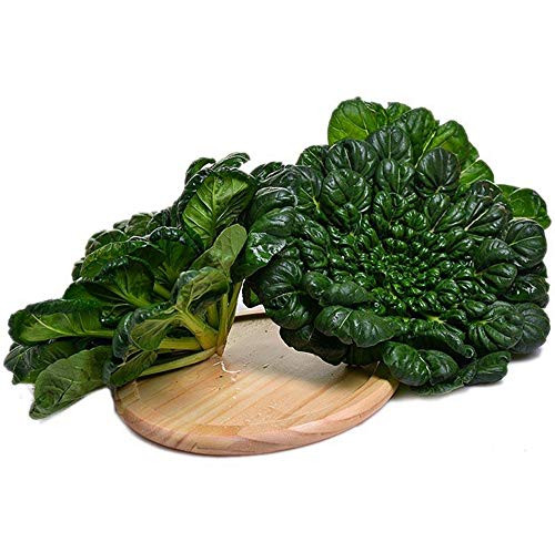 200 Mustard Tatsoi Green Chinese Cabbage Seeds Asian Cuisine Non-GMO Vegetable 200 Mustard Tatsoi Green Chinese Cabbage Seeds Asian Cuisine Non-GMO Vegetable