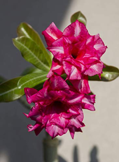 WULOONSO Rare Adenium Obesum Seeds Double Flower Easy to Grow Desert Rose WULOONSO Rare Adenium Obesum Seeds Double Flower Easy to Grow Desert Rose
