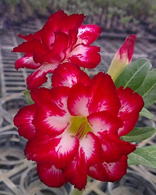 WULOONSO Double Flower Pink Red Rare Adenium Obesum Seeds Desert Rose Perennial Exotic