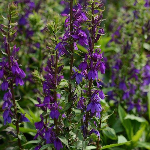 Park Seeds Blue Lobelia Starship Flower Pack of 20 Seeds