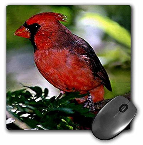 3dRose LLC 8 x 8 x 0.25 Inches Mouse Pad, Cardinal Bird (mp_584_1)