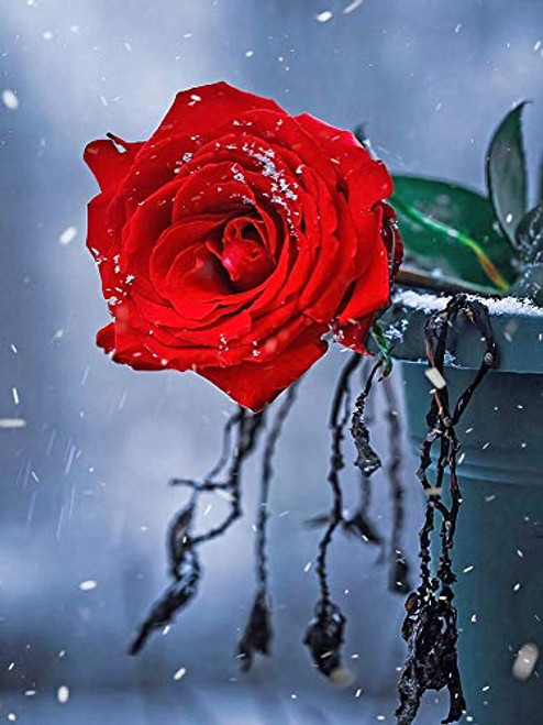AIMUKILADO DIY 5D Diamond Painting Rose by Number Kits Adults Kids Rose Full Drill Diamond Painting for Home Wall Decor 12x16inch