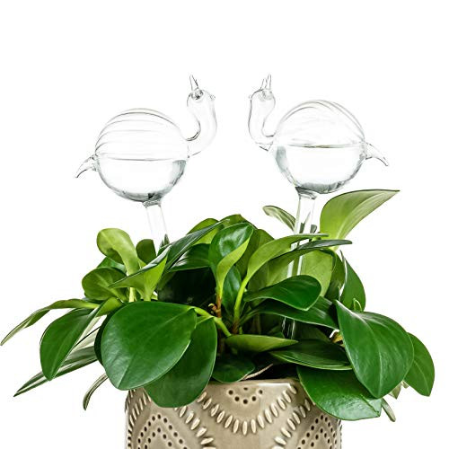 Kingbuy Self Watering Globes Plant Waterer Device Snail Shape Hand Blown Clear Glass Aqua Bulb for Indoor or Outdoor Plants 2 Pack Kingbuy Self Watering Globes Plant Waterer Device Snail Shape Hand Blown Clear Glass Aqua Bulb for Indoor or Outdoor Plants 2 Pack