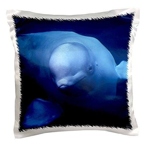3dRose pc_37652_1 Beluga or White Whale, Delphinapterus leucas, Arctic-Pillow Case, 16 by 16"